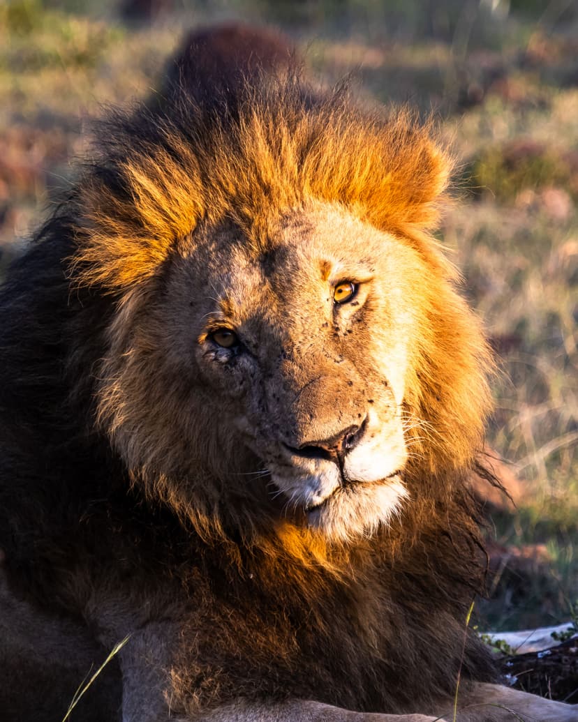 A male lion resting in golden grass in the Maasai Mara, looking at the camera
