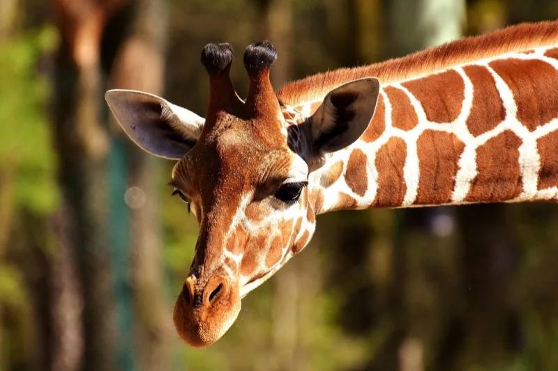 Family-friendly safari setting in Kenya with wildlife close to camp