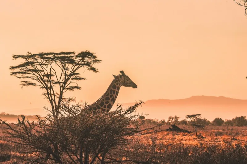 Open-sided safari vehicle on a game drive in the Kenyan bush