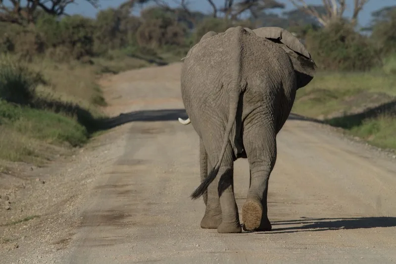 2-Day Amboseli photo 5