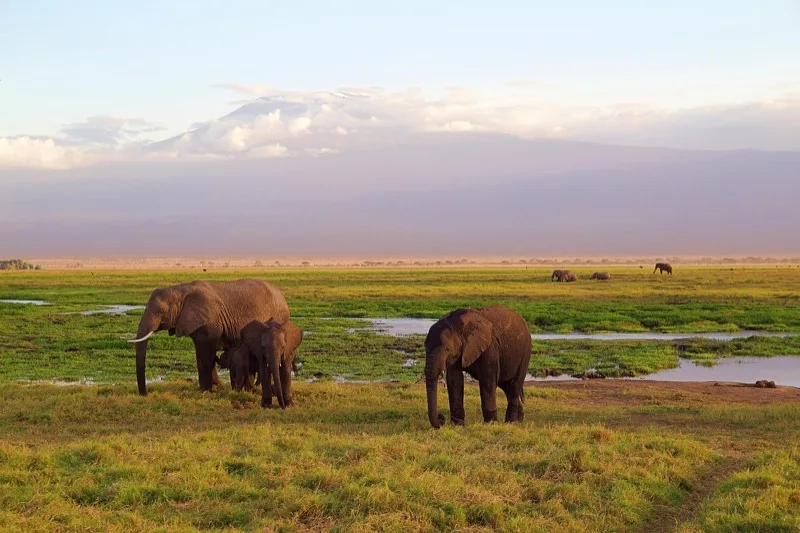 Amboseli