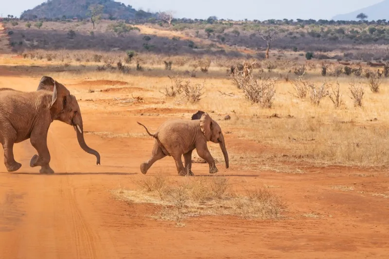 7-Day Group Safari