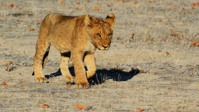 3-Day Maasai Mara