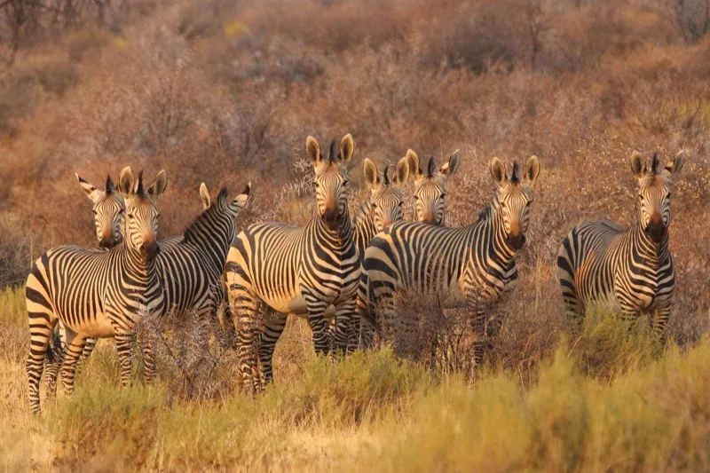 6-Day Budget Camping Safari photo 2