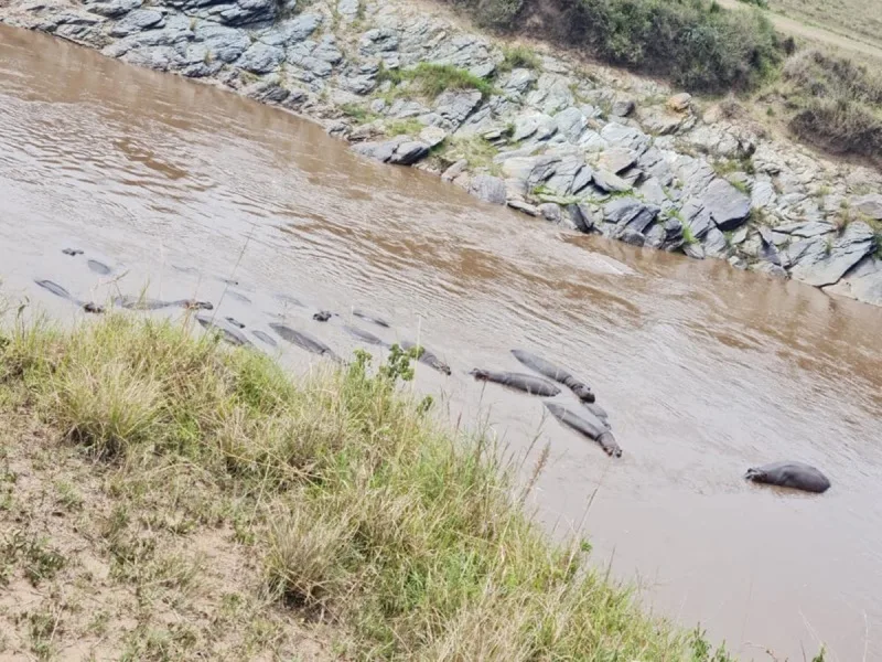 Hippo pod in the Mara River below a crossing point