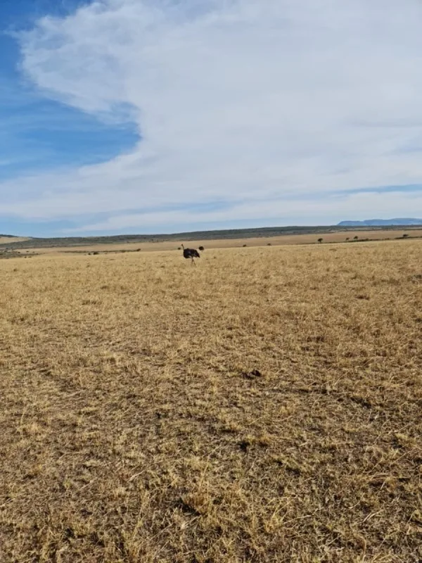Ostrich on the open Mara plains below the escarpment