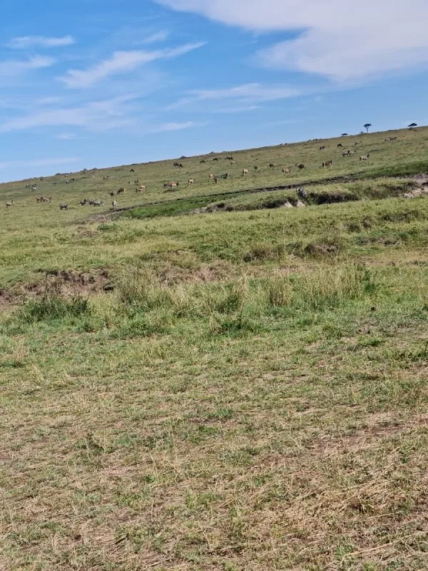 Wildebeest and zebra grazing the Mara plains