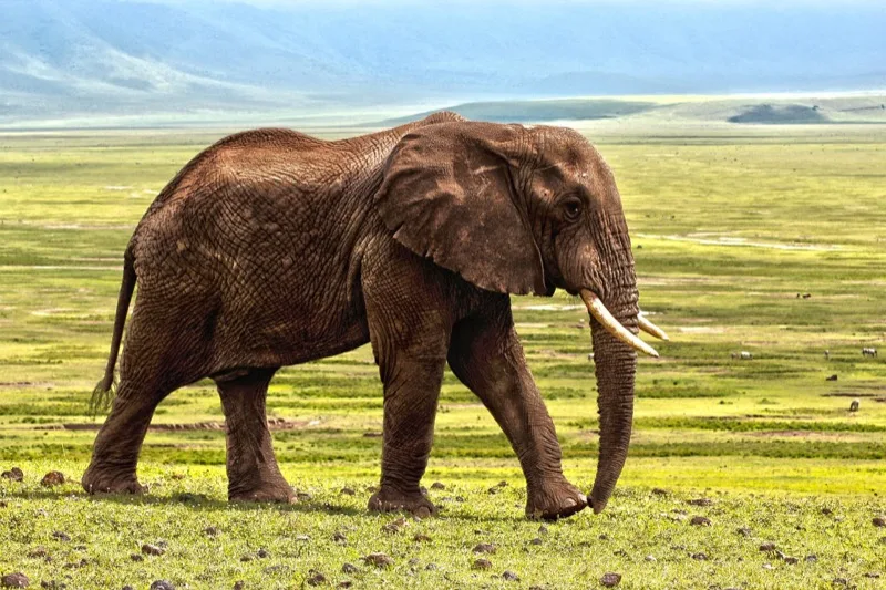 6-Day Budget Camping Safari photo 3