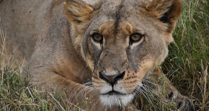 7-Day Aberdares, Samburu & Meru Safari