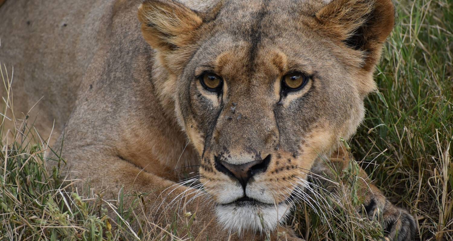 7-Day Aberdares, Samburu & Meru Safari