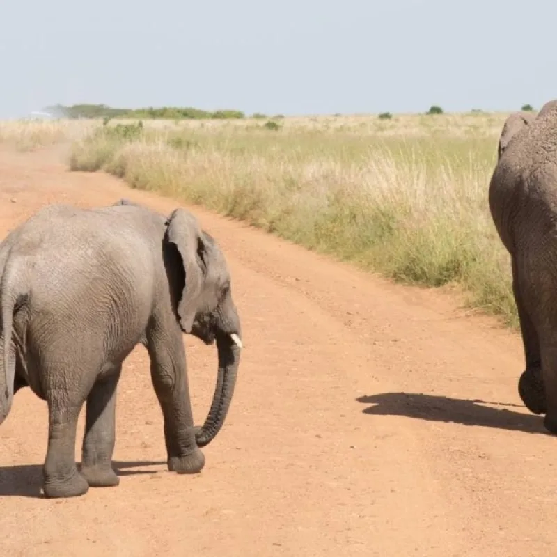 Young elephant walking along a dusty safari track