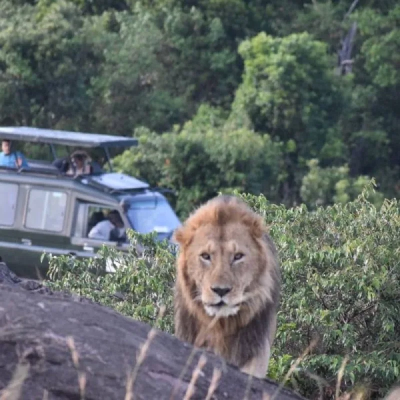 Male lion walking past a safari vehicle in the Maasai Mara