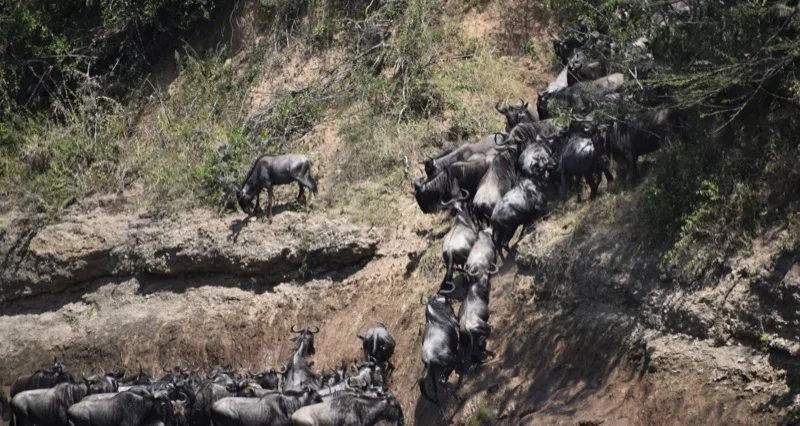 10-Day Great Migration Safari