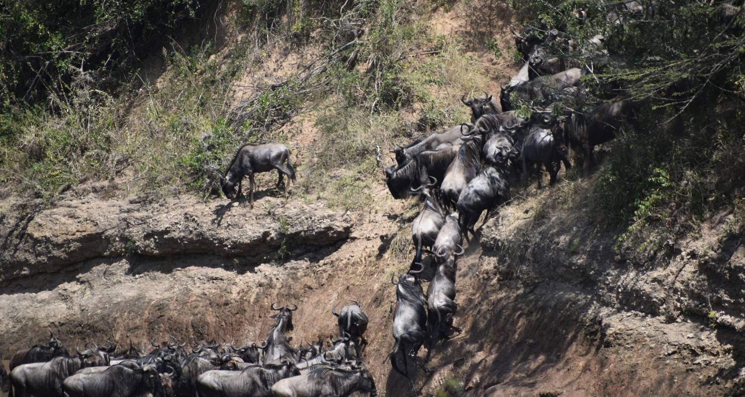 10-Day Great Migration Safari