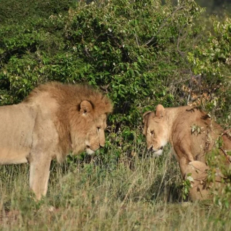 6-Day Mara, Nakuru & Samburu Safari