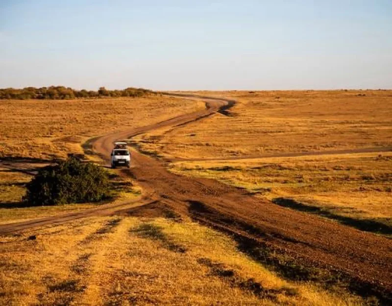 Safari vehicle on a winding dirt track across golden Kenyan grassland