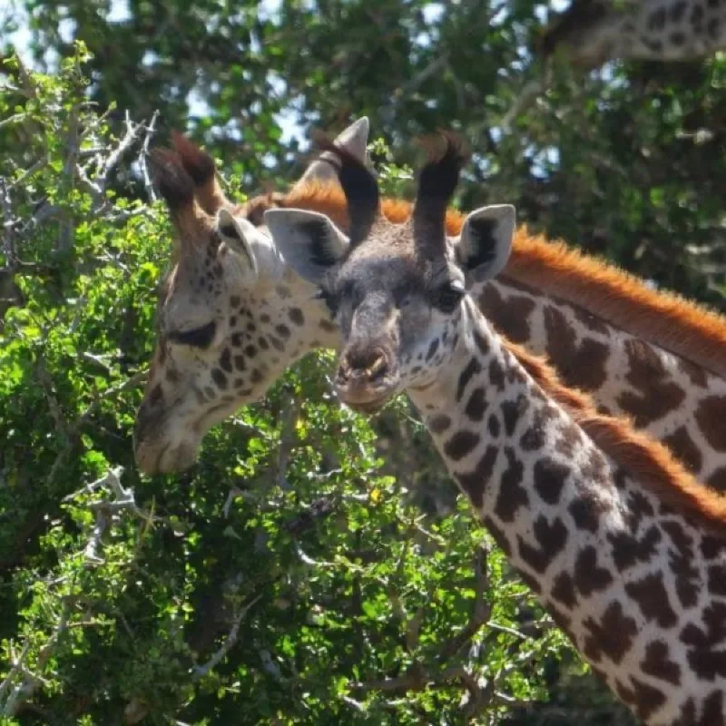 Two Maasai giraffes browsing among acacia leaves