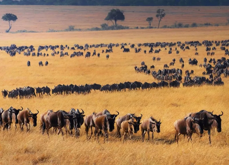 6-Day Kenya Small-Group Safari