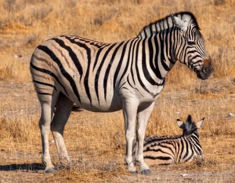 Zebra standing over its foal resting on dry grass