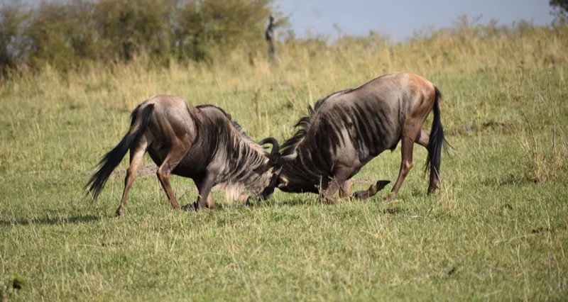 9-Day Kenya & Tanzania Camping Safari