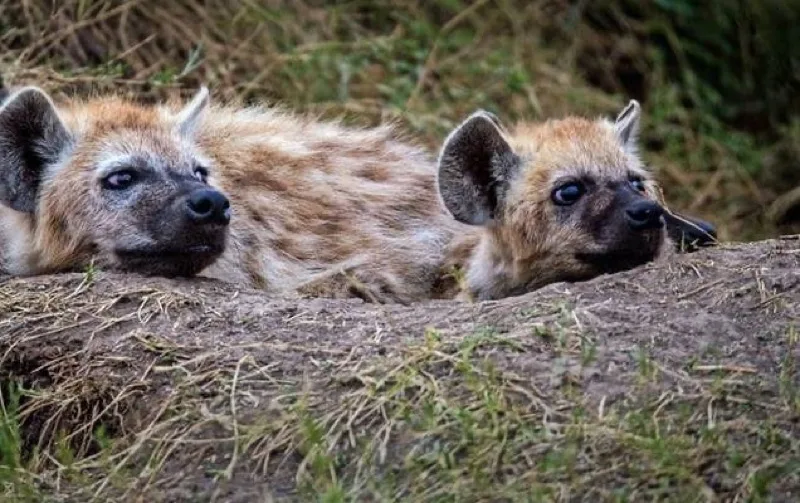Two spotted hyena cubs peering out from their den