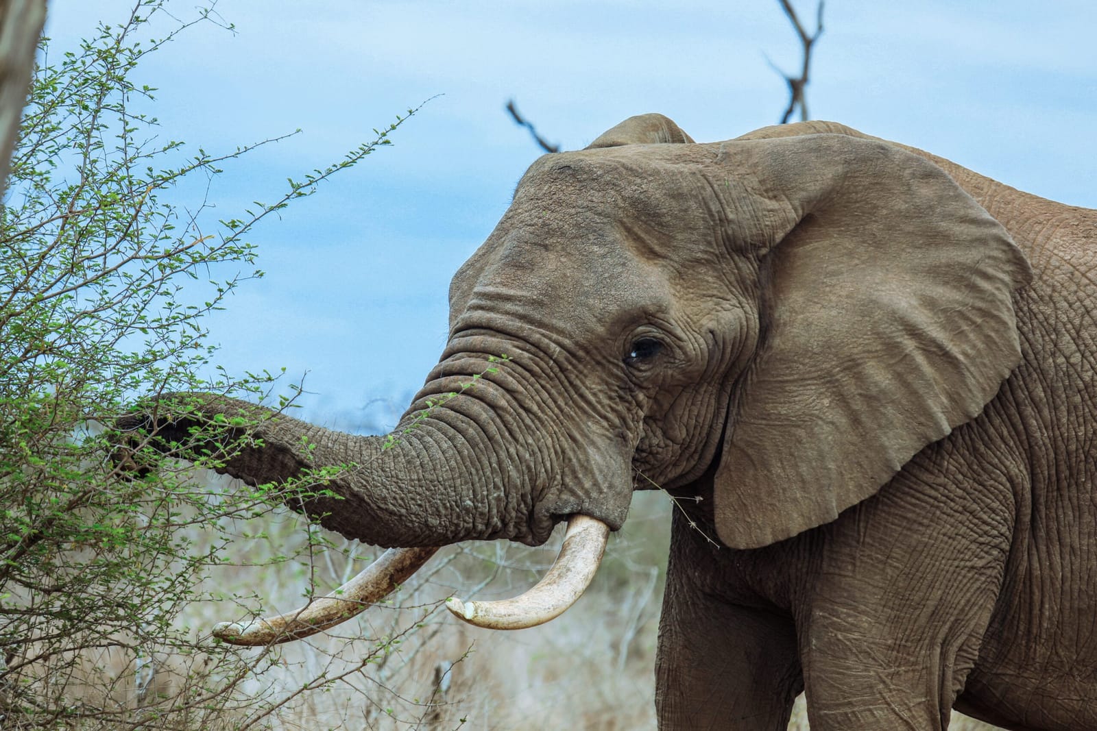 12-Day Kenya & Tanzania Group Camping