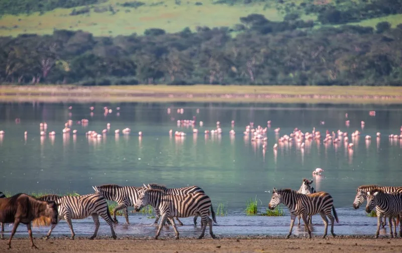 Zebras on a lakeshore with flamingos feeding in the shallows behind