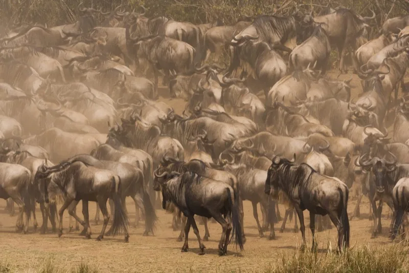13-Day Kenya & Tanzania Lodge Safari