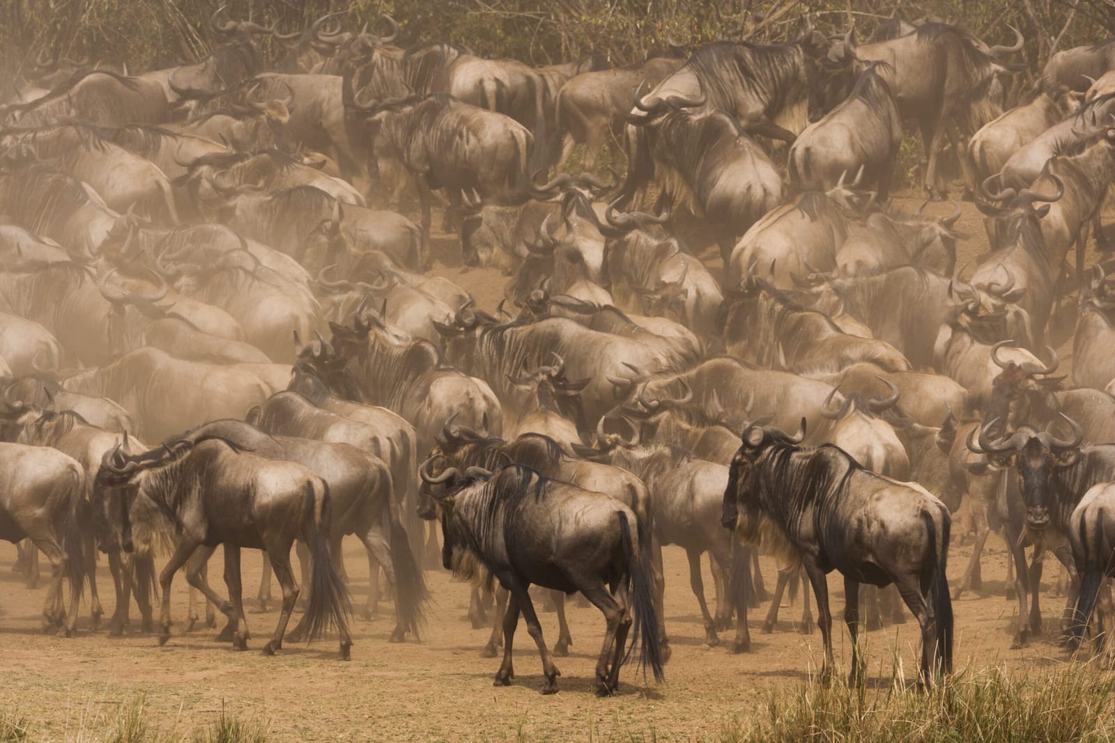 13-Day Kenya & Tanzania Lodge Safari