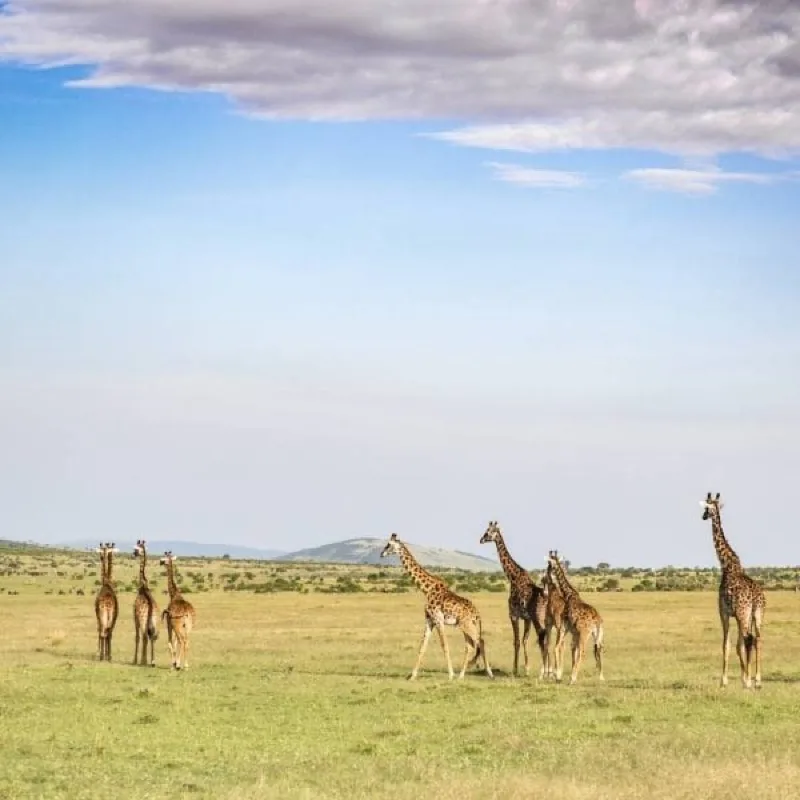 A group of giraffe walking across green savannah