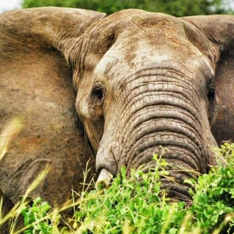 Close view of an elephant feeding in green bush