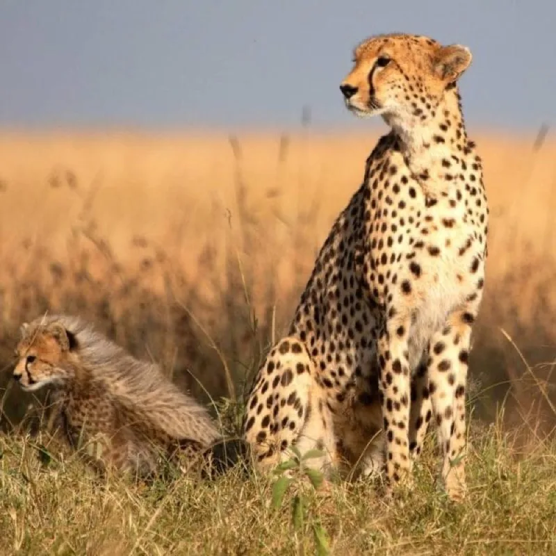 Cheetah and cub resting in golden grass in the late light