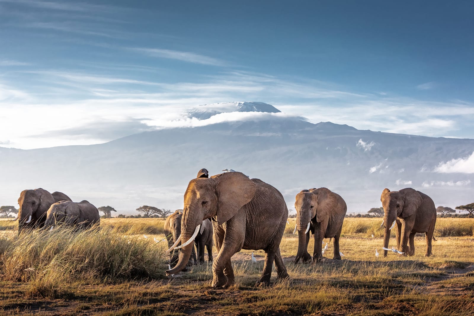 13-Day Kenya & Tanzania Photography Safari