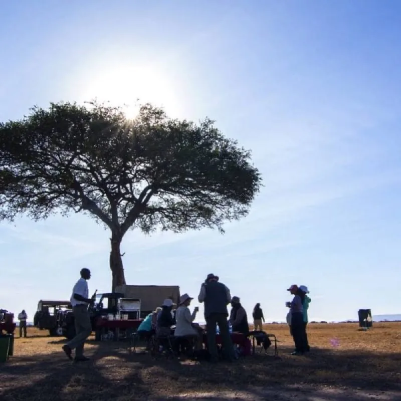 Safari guests gathered beneath an acacia tree beside their vehicles