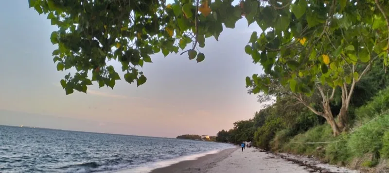 Quiet beach path under trees at sunset on the coast
