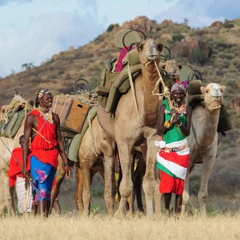 Samburu women leading pack camels through the hills of northern Kenya