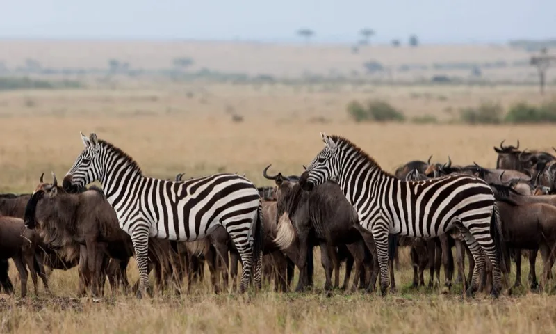 7-Day Samburu, Nakuru & Mara