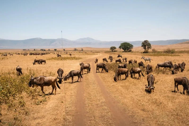 Wildebeest grazing on open plains in northern Tanzania