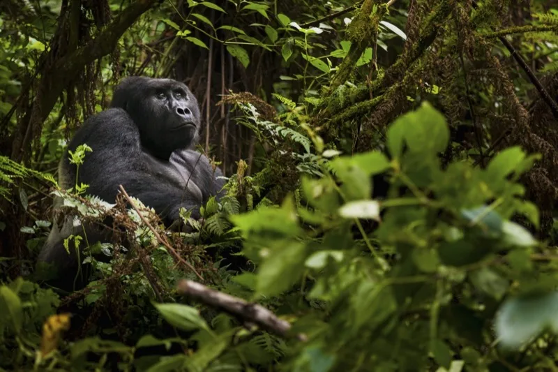 10-Day Uganda Gorillas & Wildlife