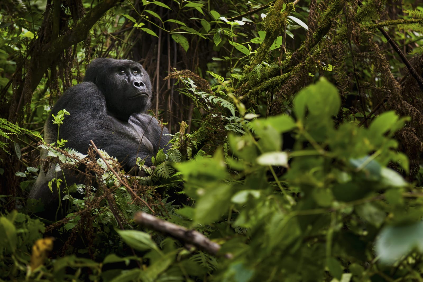 10-Day Uganda Gorillas & Wildlife