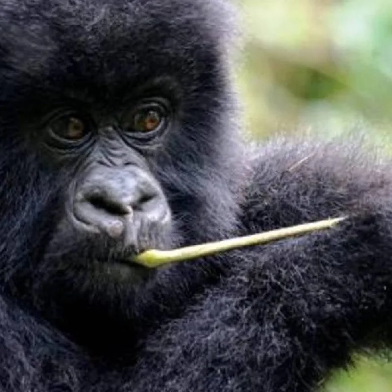 8-Day Uganda Primates Safari