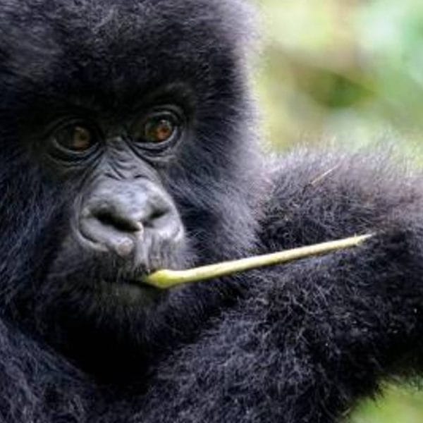8-Day Uganda Primates Safari