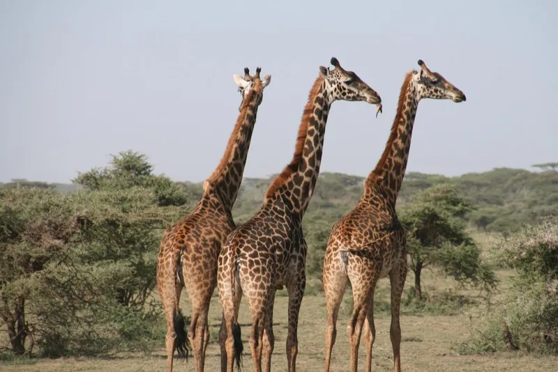 Family Safari photo 2