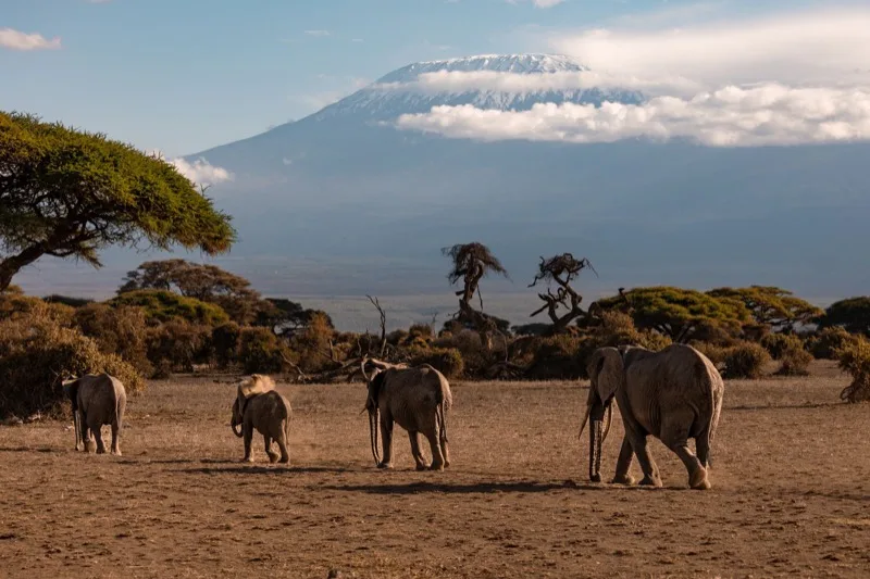Amboseli & Coast