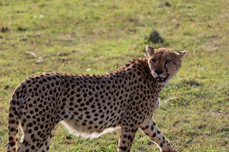 7-Day Best of Kenya