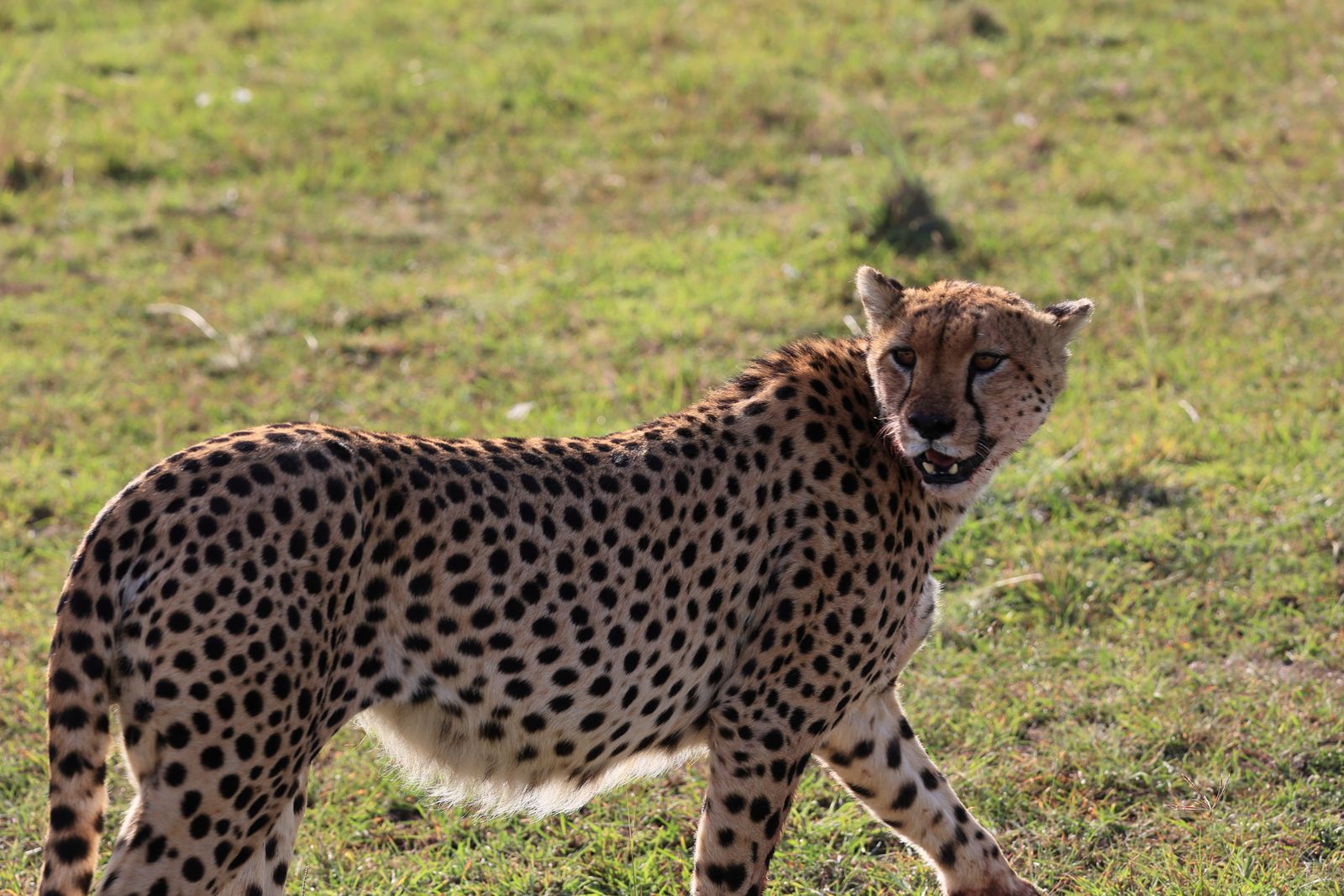 7-Day Best of Kenya