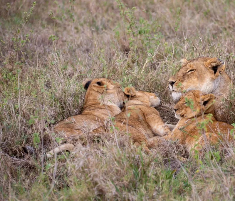 6-Day Cultural Kenya
