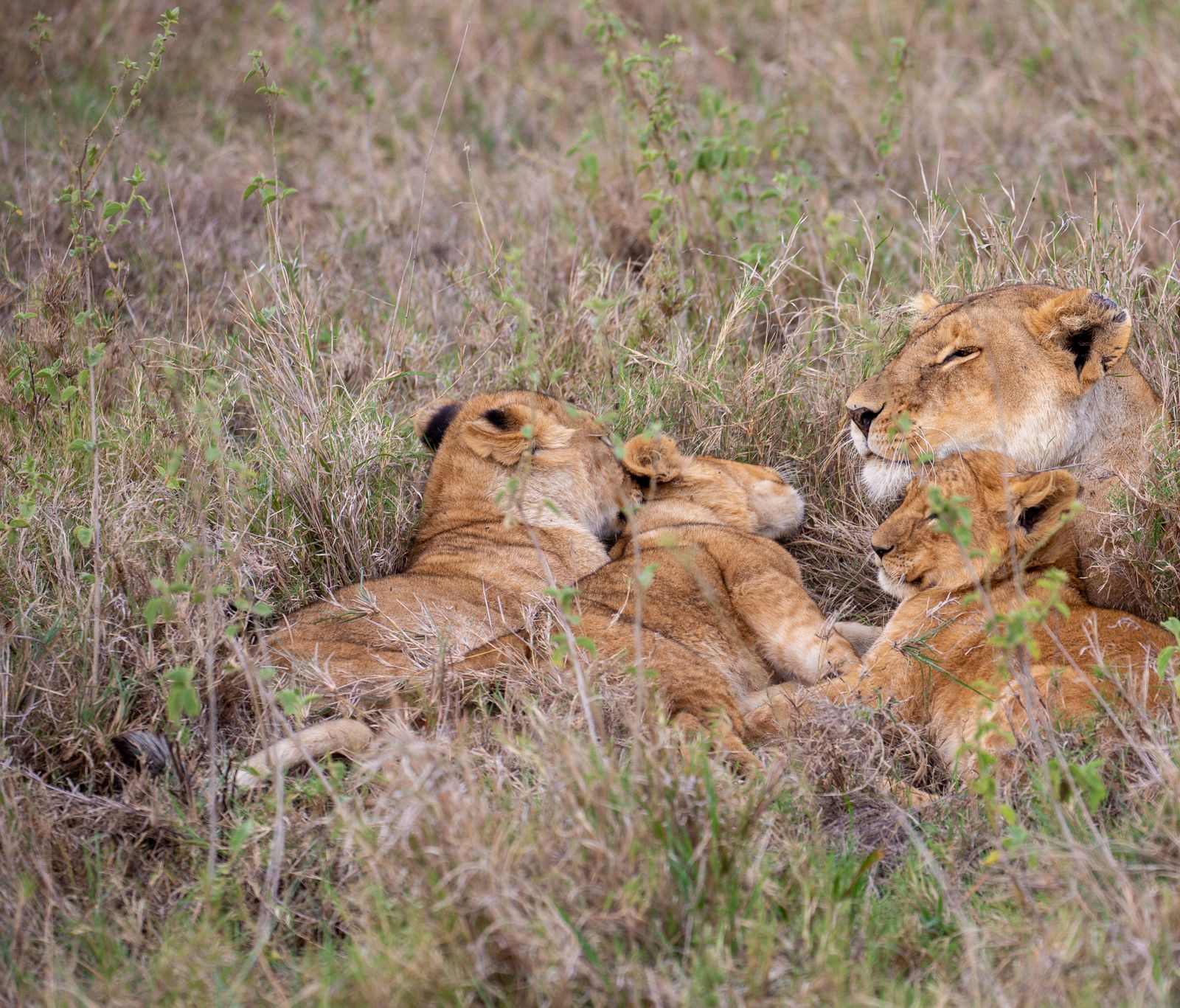 6-Day Cultural Kenya
