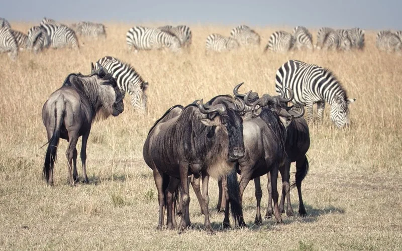 Maasai Mara
