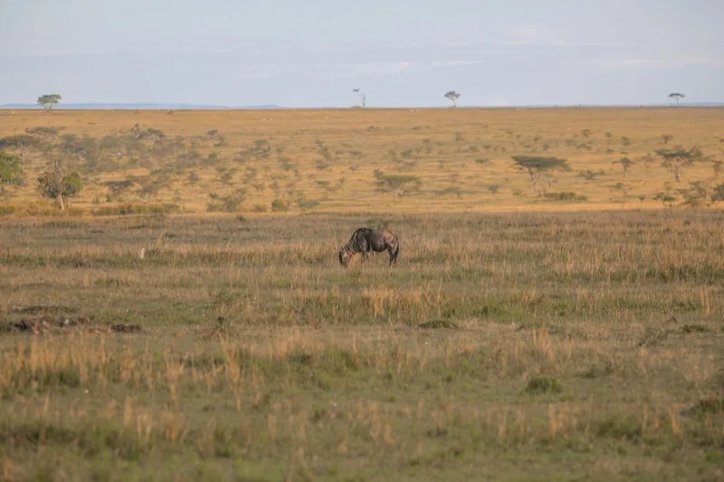 Mara → Diani